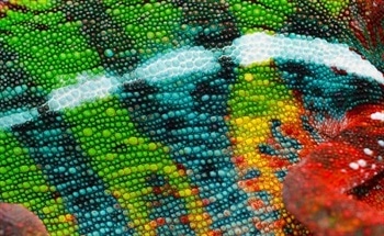 Optically Responsive Materials Inspired by Chameleons