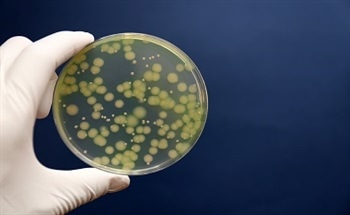 Optical Fiber Biosensors in Food Safety