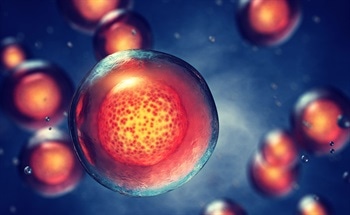 The Discovery of Stem Cells Through Confocal Microscopes