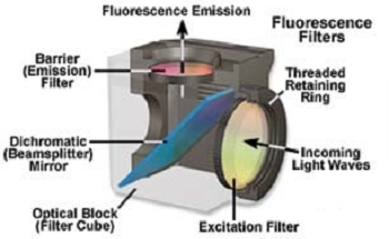 Filters for Fluorescence In Situ Hybridization (FISH) Imaging
