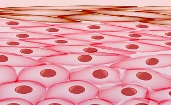OCT as Optical Biopsy in Dermatology