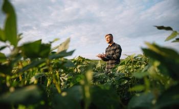 Is Raman Spectroscopy a Next-Generation Phenotyping Tool for Agriculture?