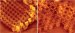 High-Resolution Imaging of Native Lens Membranes and Constitutive Protein Components Using Atomic Force Microscope