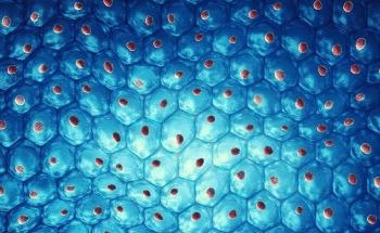 The Future of Studying Human Organ Cell Alterations with 3D Microscopy
