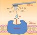 Combining Atomic Force Microscopy and Optical Microscopy to Study the Interaction Between Dopamine and D1-Receptor in SH-SY5Y Cells