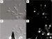 Combining Atomic Force Microscopy and Optical Microscopy to Detect Changes in Cell Morphology