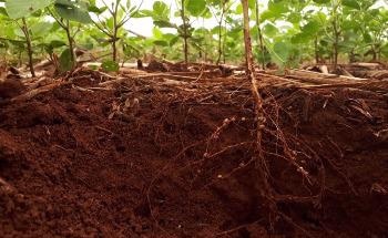 Using Innovative Optics to Produce the Clearest Images of Rhizosphere