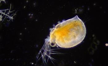What are Dark-Field Microscopes?