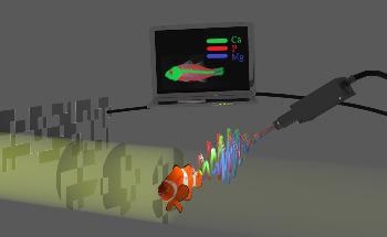 Speeding Up X-Ray Fluorescence Chemical Mapping with Ghost Imaging