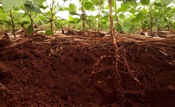 Current and Future Optical Spectroscopy Techniques in Plant Sciences and Agriculture