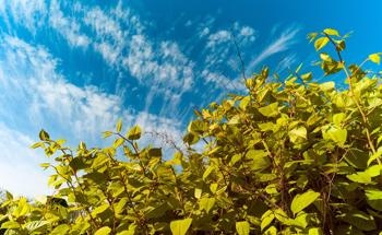 Mapping Invasive Plants with Imaging Spectroscopy