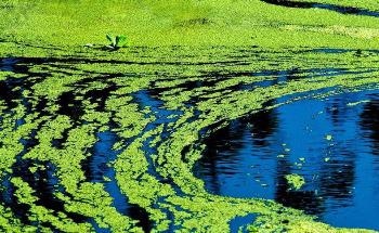 Using MEPS to Generate Photosynthetic Electron Transport in Cyanobacteria