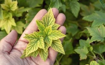 Using Raman Spectroscopy to Detect Nitrogen Deficiency in Plants