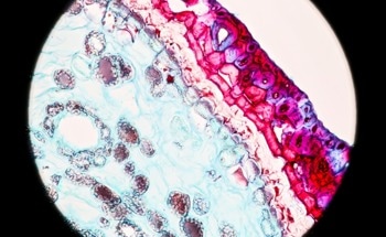 How Does Bright-Field Microscopy Allow Images to be Visualized?