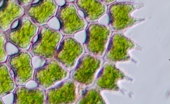 Holographic Microscopy and Deep Learning Could Improve Global Carbon Cycle Understanding
