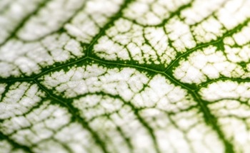 The Future of Lignin Research Using Mass Spectrometry