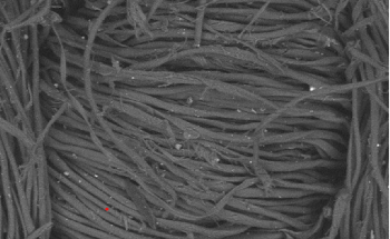 How is Electron Microscopy Used for Fiber and Textile Analysis?