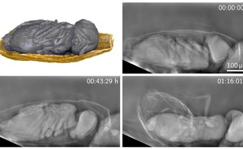 New X-Ray Technique Allows Effective Imaging of Living Organisms