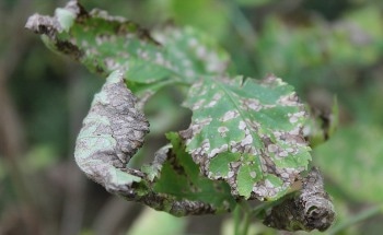 Detecting Plant Stress Responses Through Raman Spectral Signatures