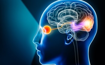 How Visual Cues Fine-Tune the Brain’s Internal Compass