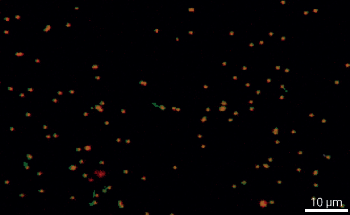 Analyzing Micro- and Nanoplastics with Raman Microscopy