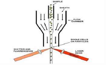 Introduction and Product Solutions for Spectral Flow Cytometry