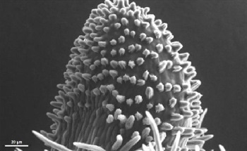 SEM Observation of The Development of a Faba Bean Stigma Leading to Pollination