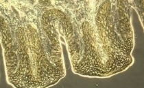 A Great Range of Tutorials on Basics in Microscopy from Leica Science Lab