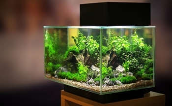 Aquarium Lighting Affects its Inhabitants