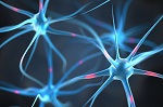 Exploring the Molecular Nature of Memory with Imaging Technology