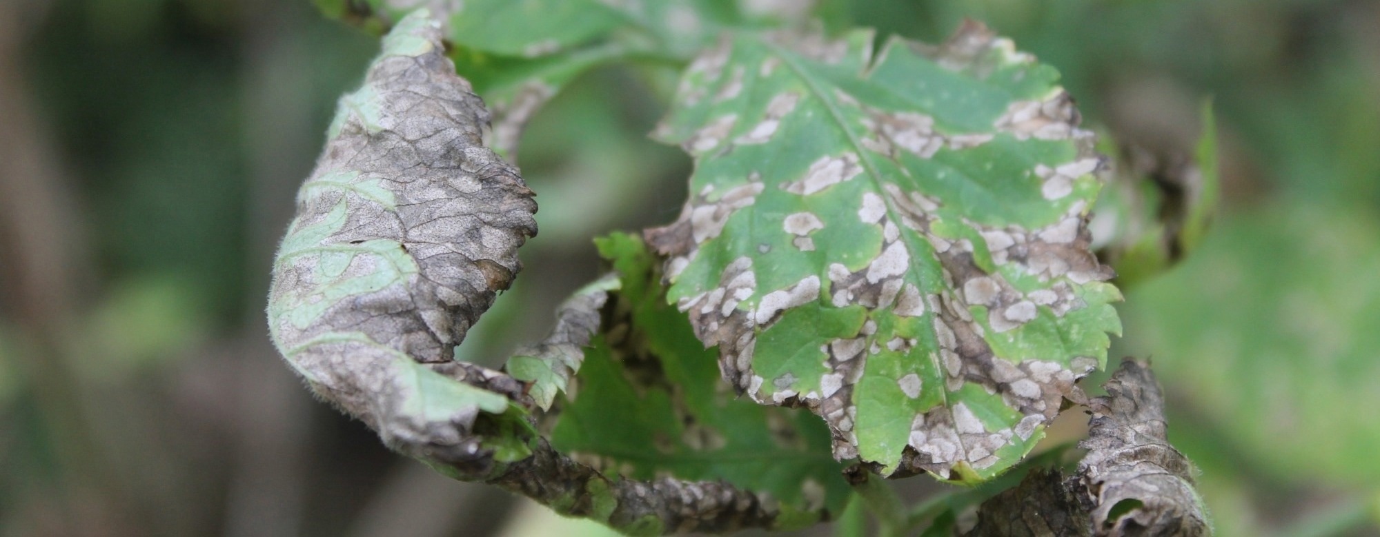 Detecting Plant Stress Responses Through Raman Spectral Signatures