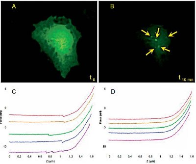 Correlating fl uorescence imaging and AFM force measurements. The AFM tip was tagged with a DA analog to follow the location of YFP-tagged D1-receptors before and after applying free DA. Before stimulation by DA, receptors are cell membrane-bound and thus, fluorescence is distributed all over the cell surface (A) and force curves exhibit a high percentage of specifi c unbinding events (C). 10 minutes after DA application, all the fl uorescence is concentrated into small dots (B) and no specifi c events are recorded in force volume proving that all the receptors have been internalized into the cytosol.