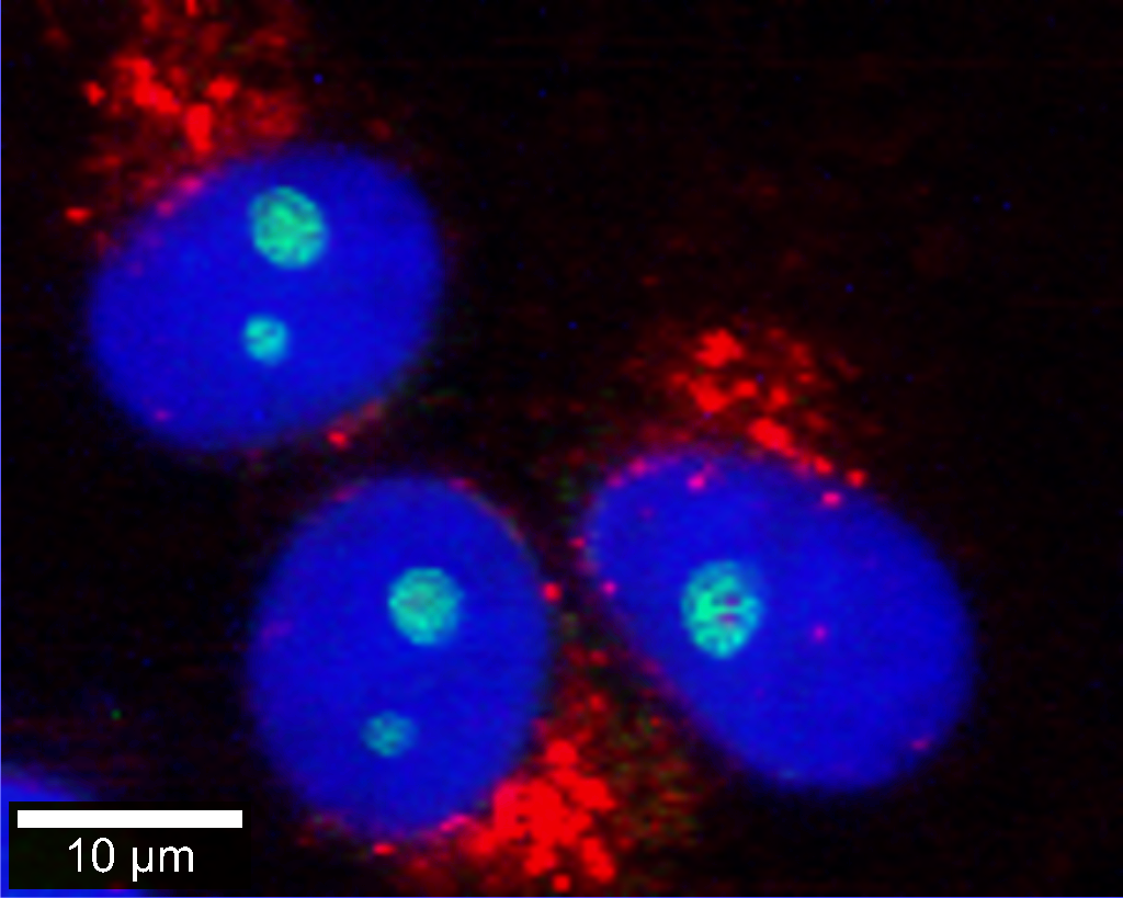Correlative Raman - fluorescence microscopy image of eukaryotic cells. Nuclei were stained with DAPI (blue). Endoplasmic reticulum (red) and nucleoli (green) were identified by their Raman signals.