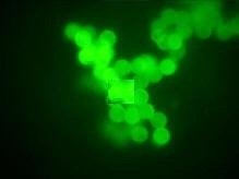 2030PV PRO™ Microspectrophotometer Simple to Use, With Non-Destructive Measurements