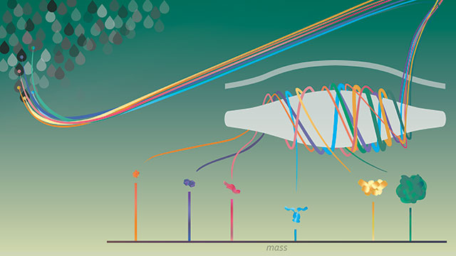 Single molecules of proteins or virus-like particles rotating around the commercially available Orbitrap analyzer to determine their exact mass.