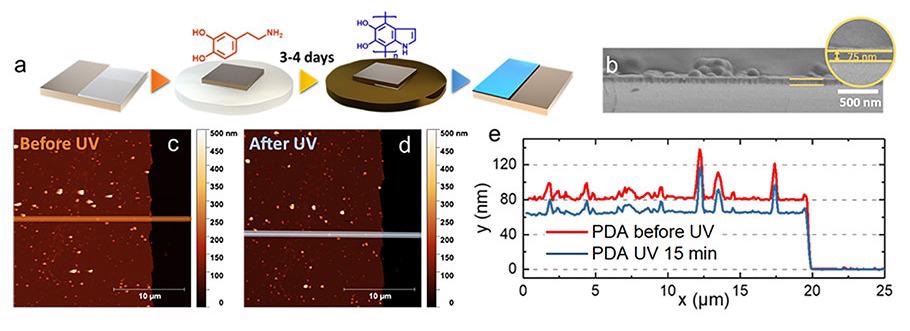 Protective Function of Melanin Improves After Intense UV Exposure
