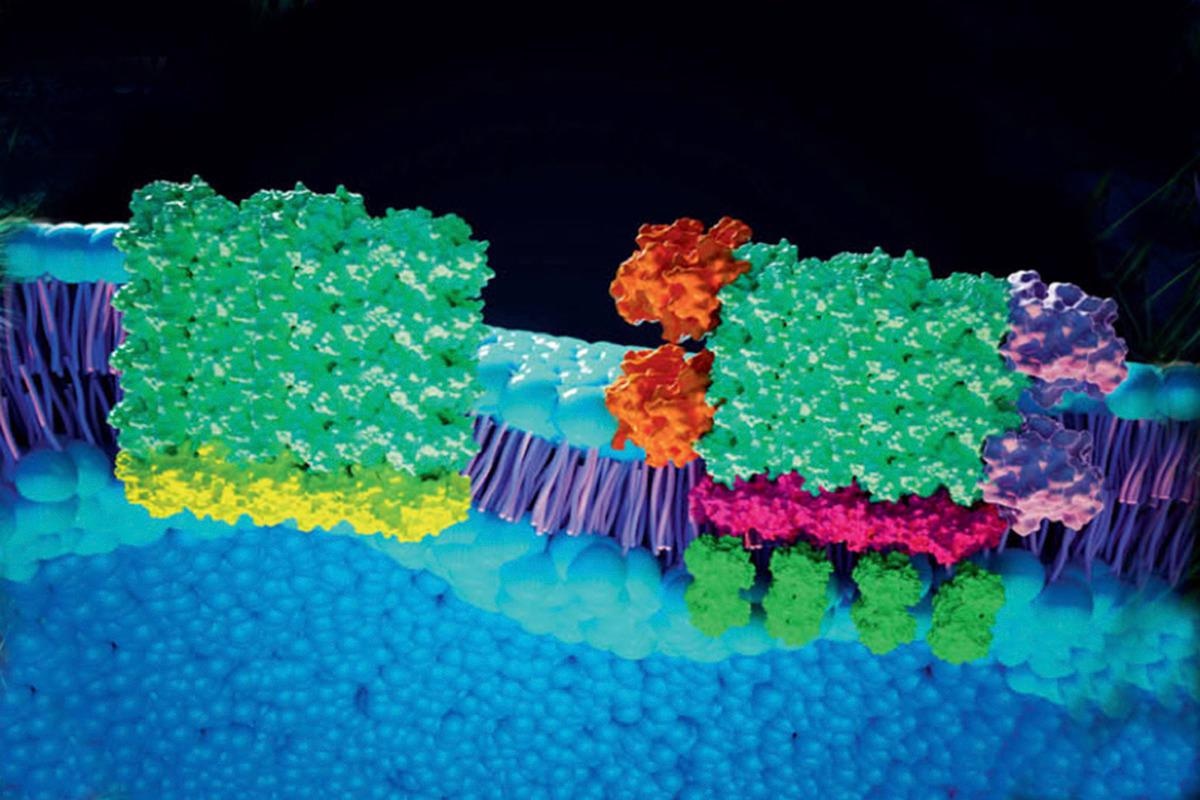 Blue Light Offers New Insights into Key Signaling Pathway of Embryo Development.