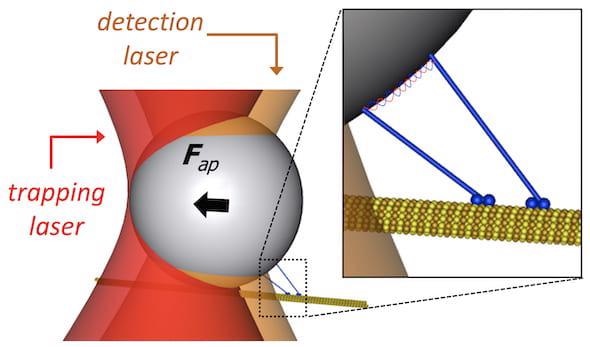 New Optical Tweezer Could Help Manipulate Micron-Scale Matter.
