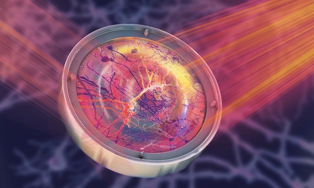 Deep In Vivo Brain Imaging Made Possible with Advancement in Microscopy.