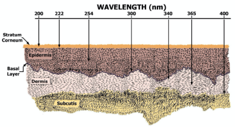 Researchers Find Specific UV Light Wavelength Safe for Humans but Harmful to COVID-19 Virus.