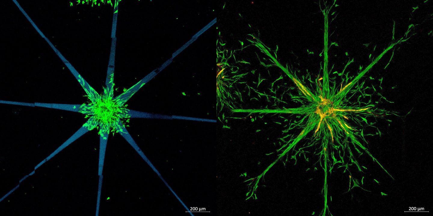 Laser Power and Cell Migration: Guiding Living Cells Using Laser Beams