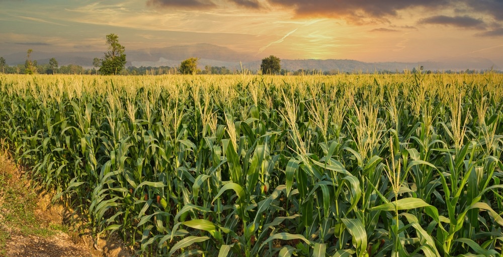 agriculture, crop tracking, robot, lidar