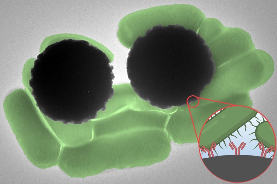 A Faster Way to Find Bacteria in Food, Water, and Clinical Samples