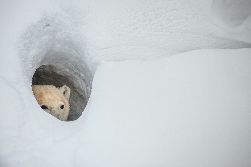 Monitoring Denning Polar Bears with SAR and Machine Learning