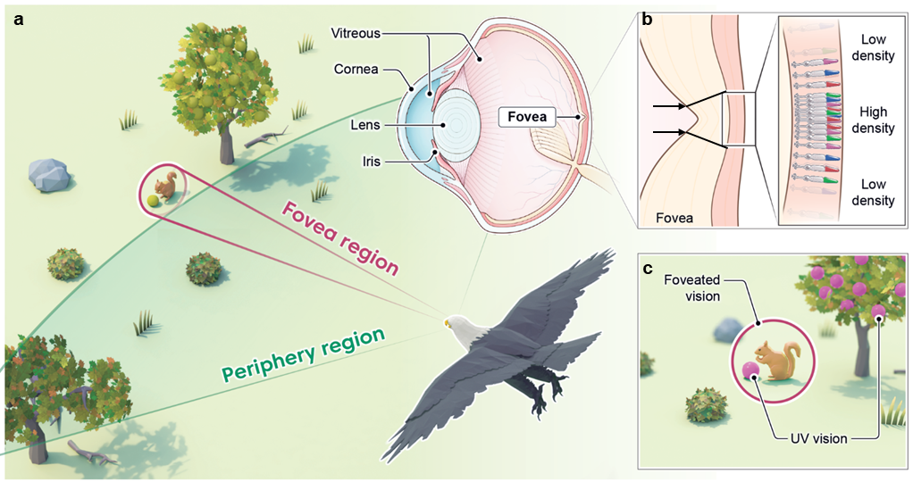 Perovskite Camera Offers Ultraviolet and Visible Light Detection