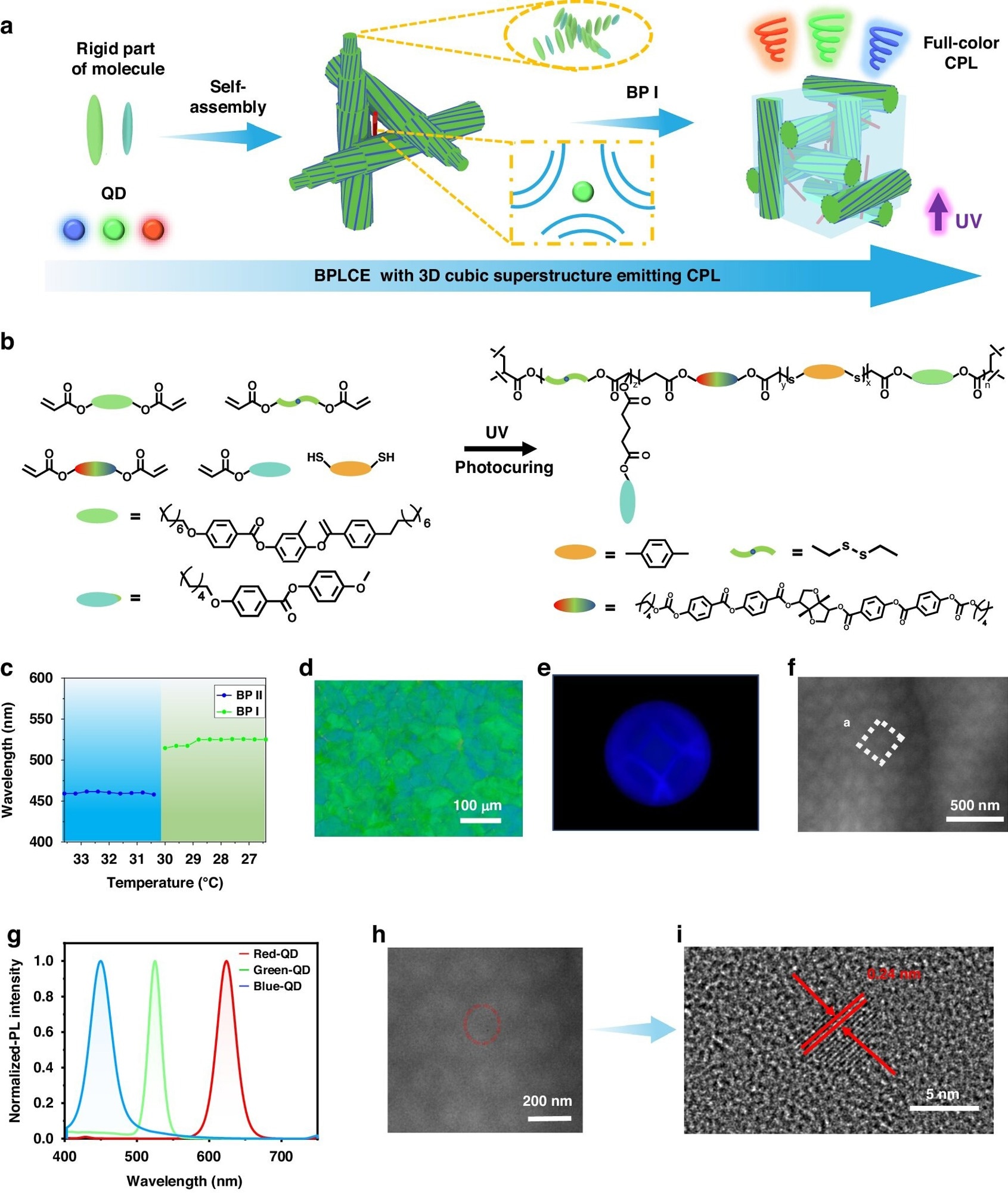 Unveiling the Mechanism of CPL in Blue Phase Liquid Crystal Elastomers