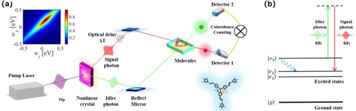 Harnessing Quantum Entanglement to Enhance Raman Spectroscopy