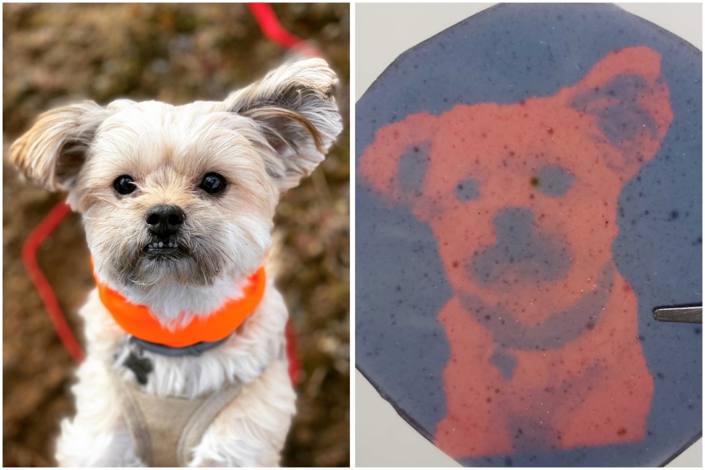 Erasable 3D Images Could Revolutionize Medicine