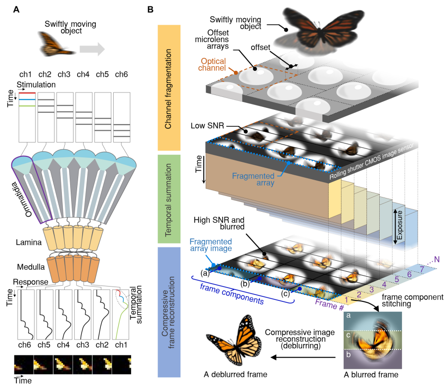 Vision in a fast-eyed insect