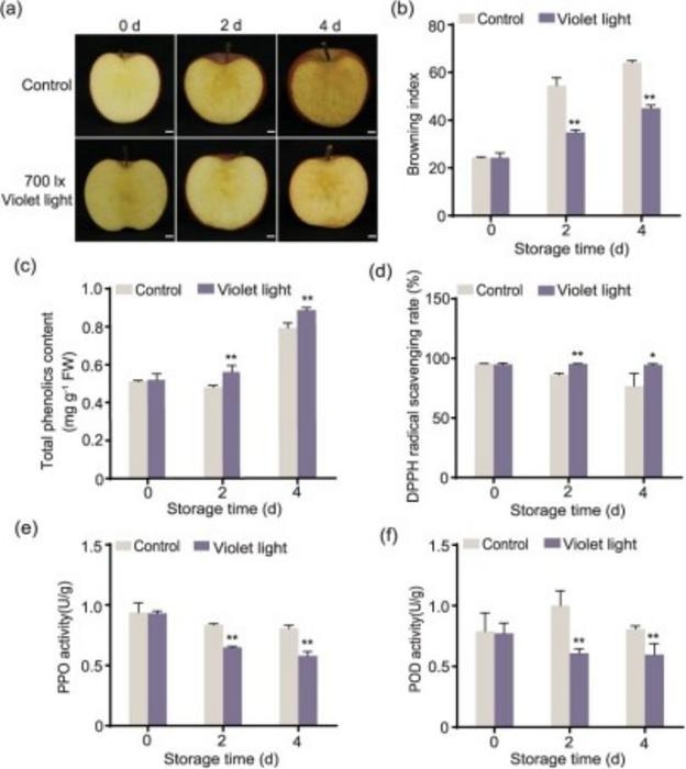 Violet LED light increased the antioxidant capacity and decreased oxidative enzyme activities of fresh-cut apple fruit. (a) The Fuji’ apple fruit was harvested in 2020 at 180 DAFB. Apple slices were treated with violet LED light at 700 lx at 10 °C for 4 days, and samples were collected every 2 days. The samples were stored in the dark at 10 °C as a control. Bars: 1 cm. BI (b), total phenolic content (c), DPPH radical scavenging rate (d), PPO activity (e), and POD activity (f) were investigated in the control and violet LED light-treated samples. The samples placed in the dark were used as a control. Data represents the means ± SE. Asterisks indicate significant differences (*P?<?0.05; **P?<?0.01, Student’s t-test). Image Credit: Horticulture Research